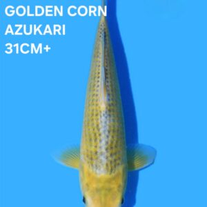 GOLDEN CORN