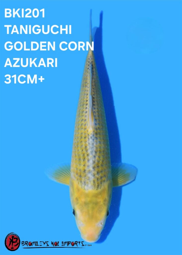 GOLDEN CORN