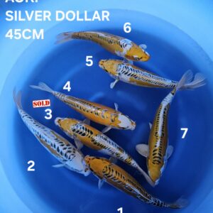 SILVER DOLLAR