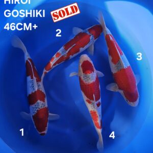 GOSHIKI