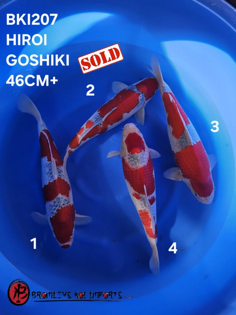 GOSHIKI