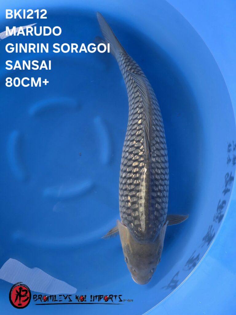 SORAGOI