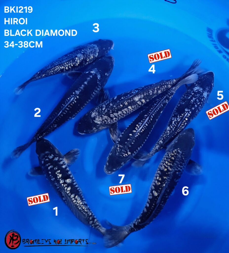 BLACK DIAMOND