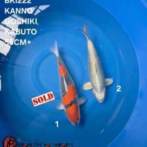 KABUTO, GOSHIKI SHOW