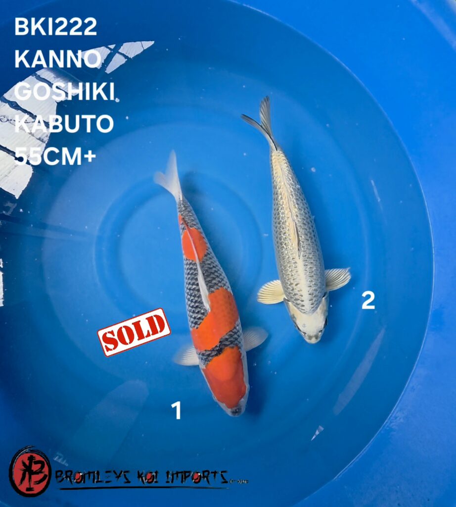 KABUTO, GOSHIKI SHOW