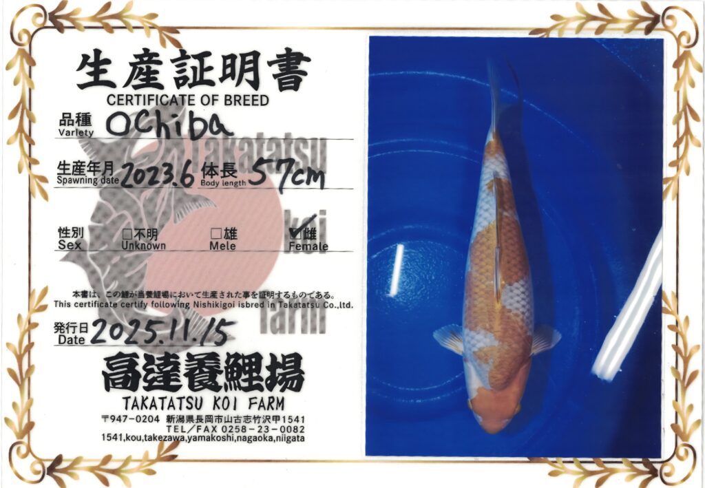 BLACK DIAMOND, OCHIBA SHIGURE