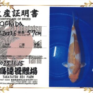 BLACK DIAMOND, OCHIBA SHIGURE