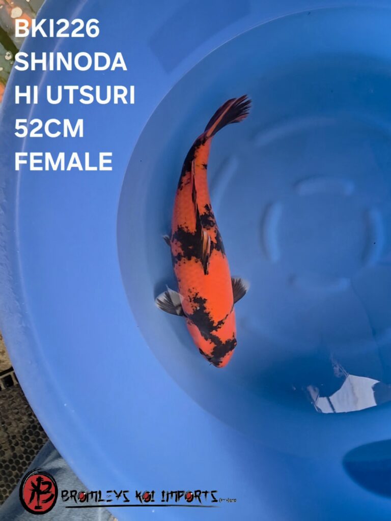 HI UTSURI