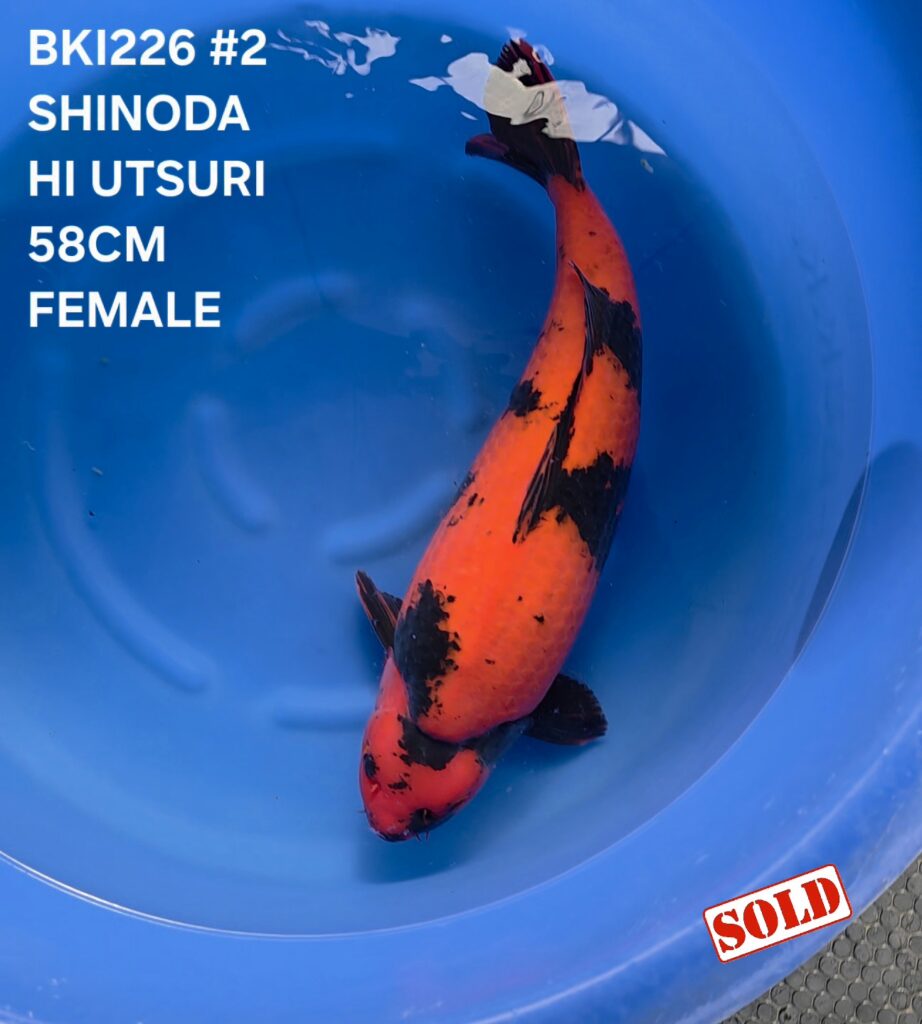 TANCHO KOHAKU