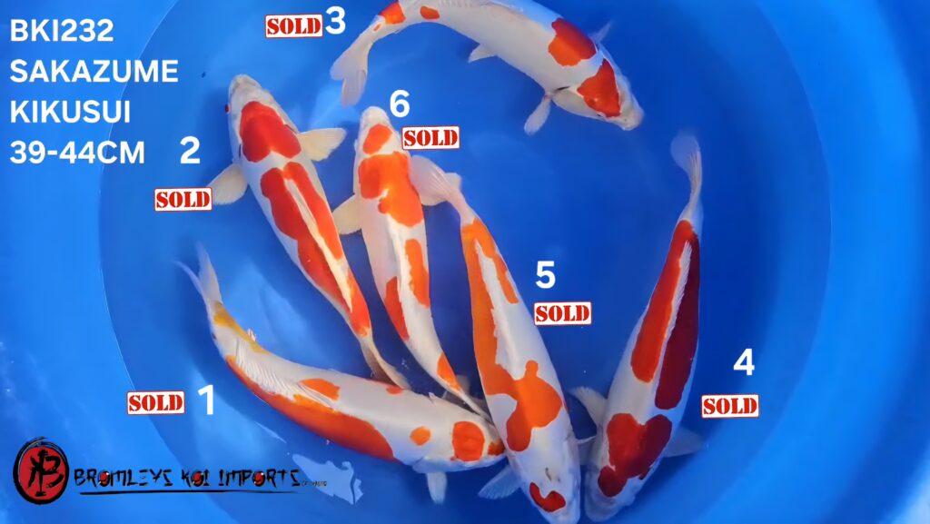 KIKUSUI MIX