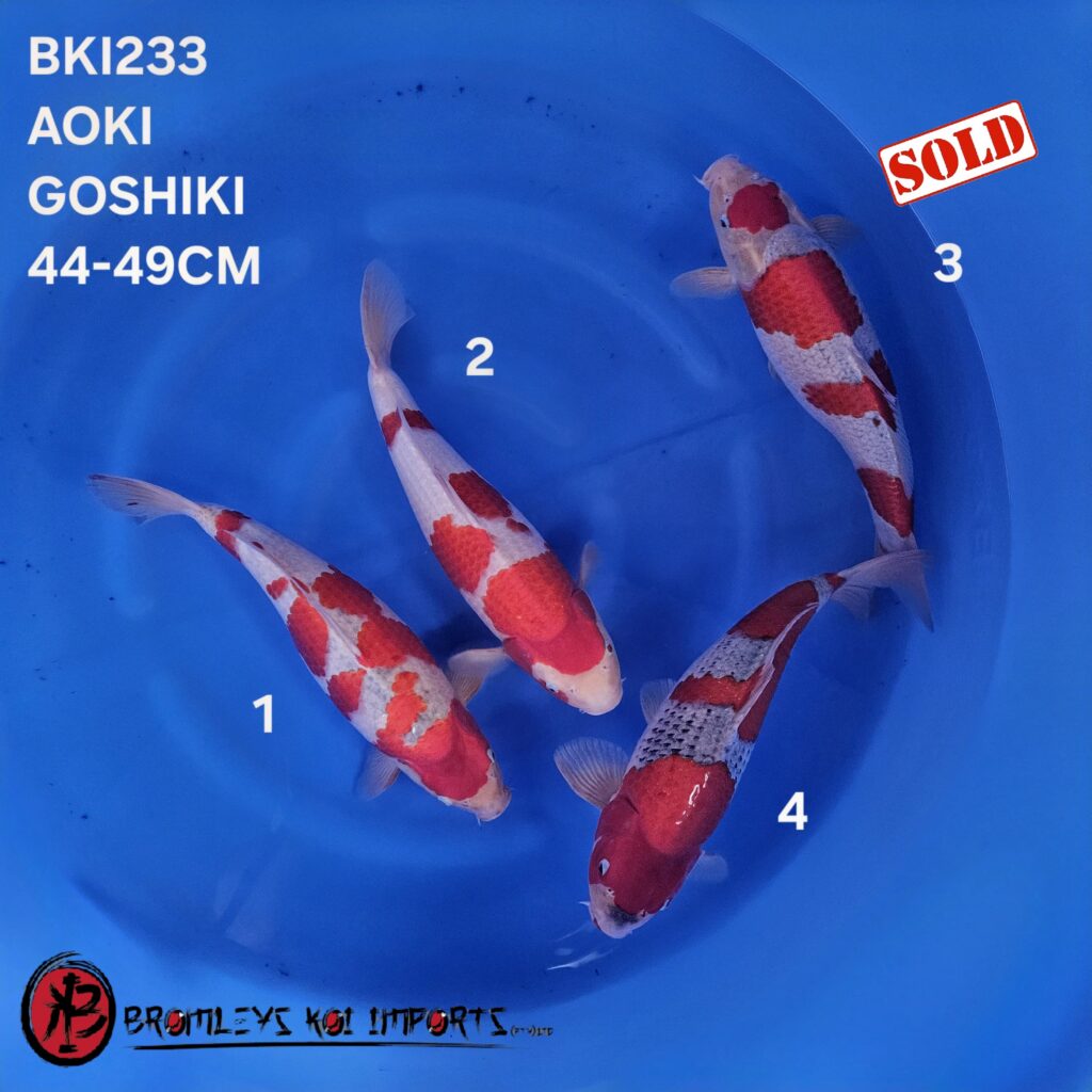 GOSHIKI