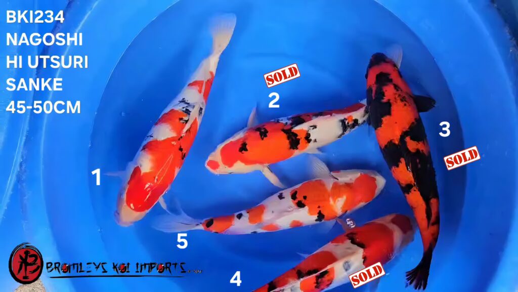 SANKE, KOHAKU