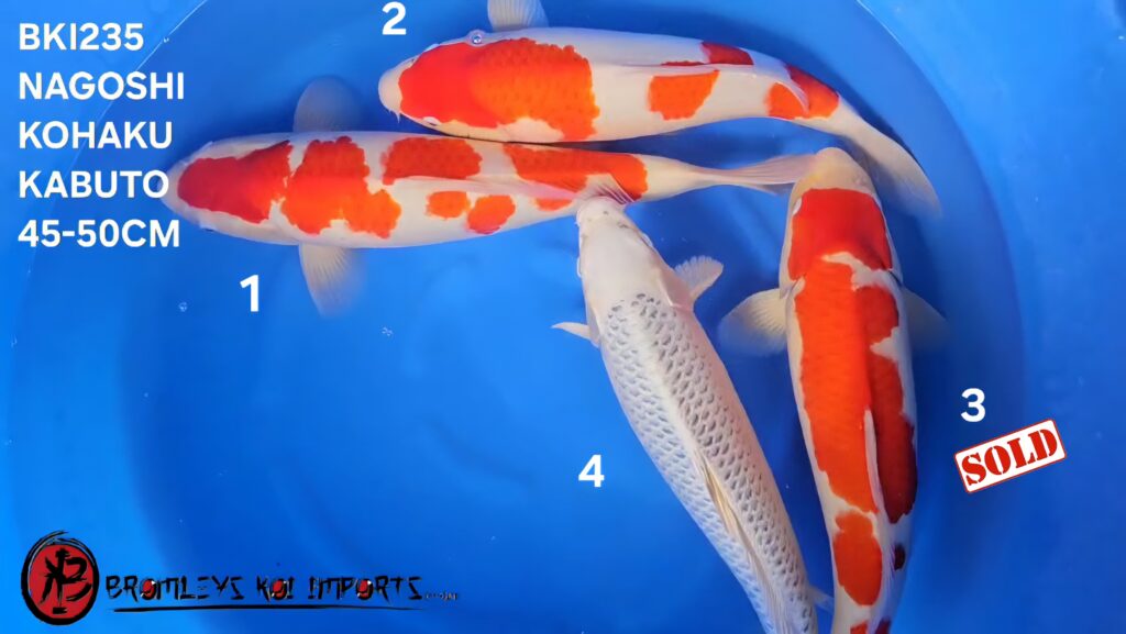 KOHAKU, KABUTO