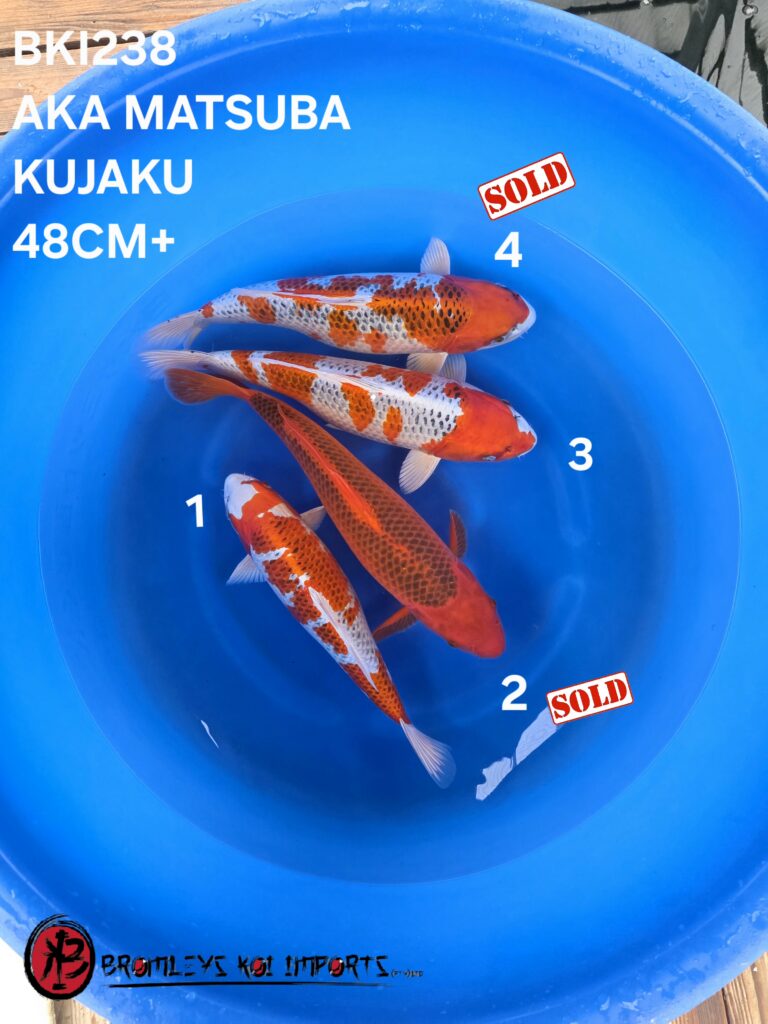 AKA MATSUBA, KUJAKU