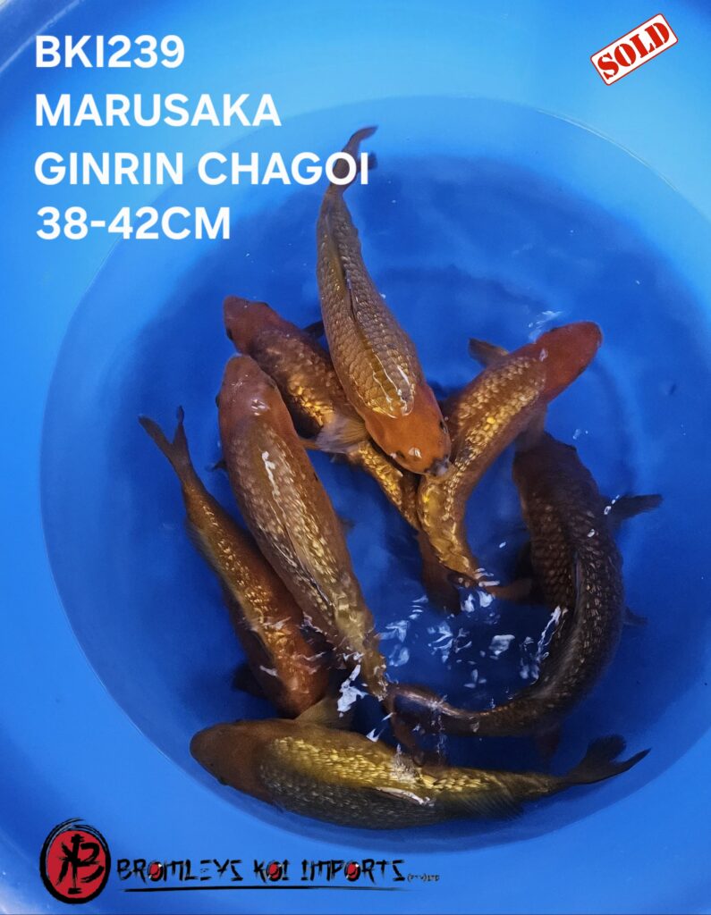 GINRIN CHAGOI