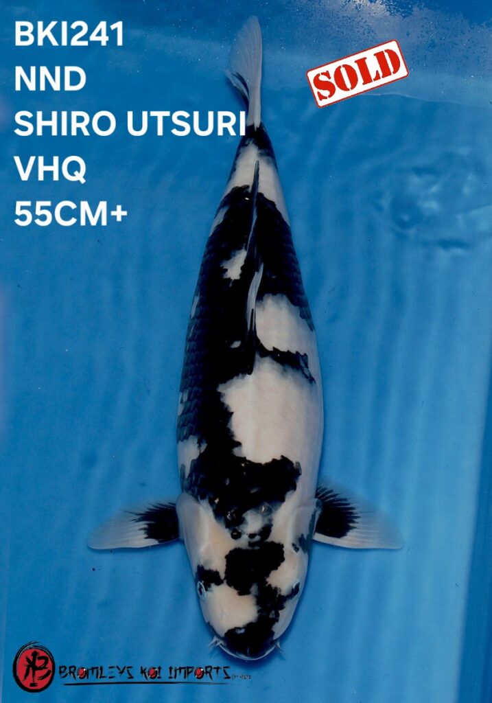 SHIRO UTSURI