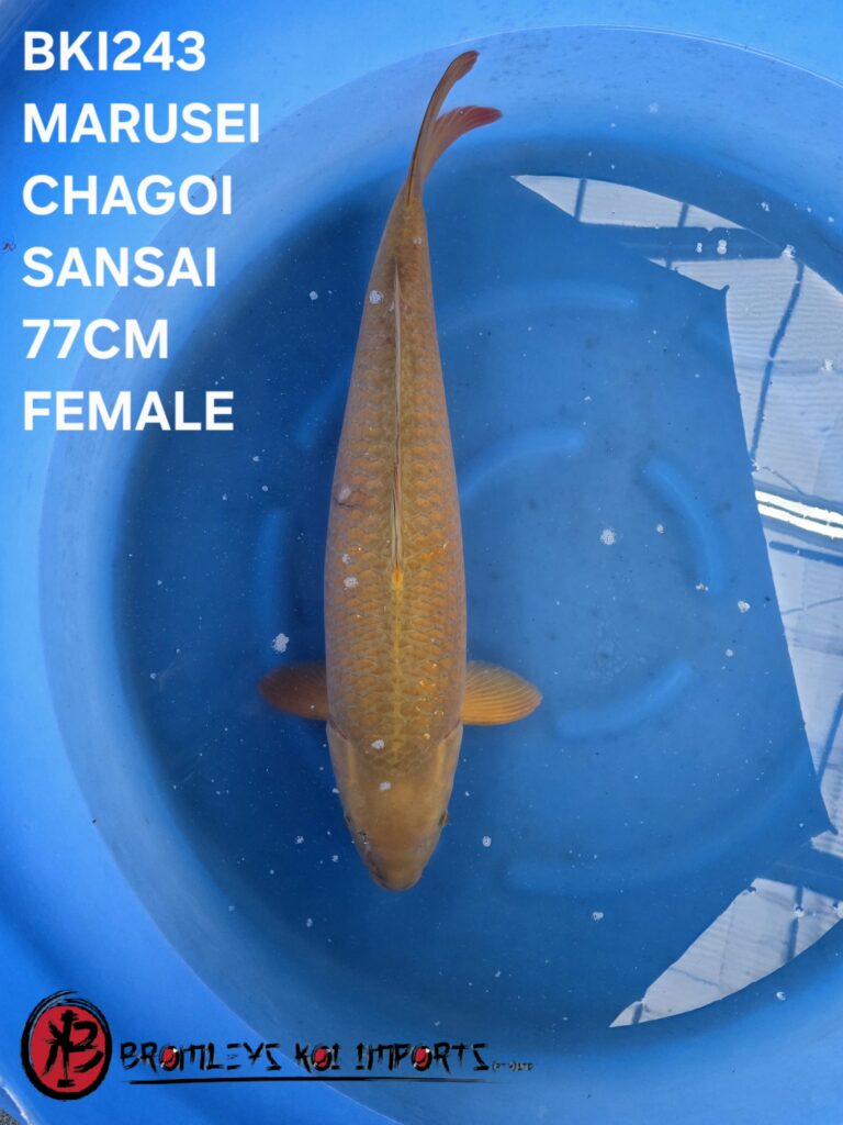 CHAGOI