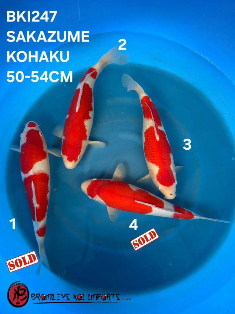 KOHAKU