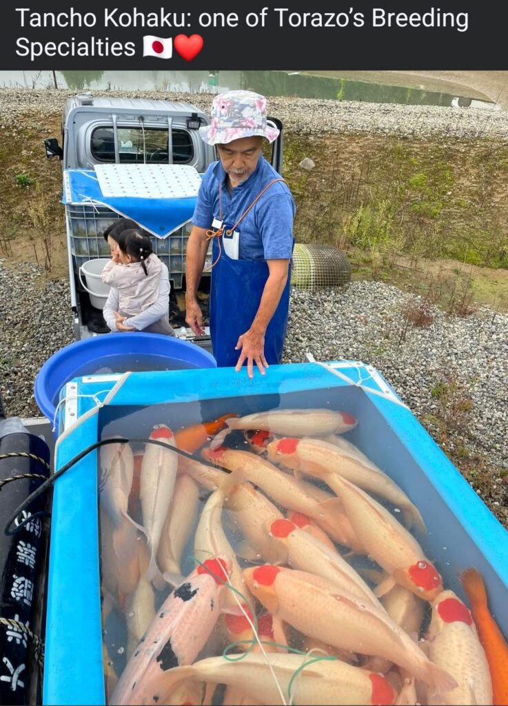 TANCHO KOHAKU
