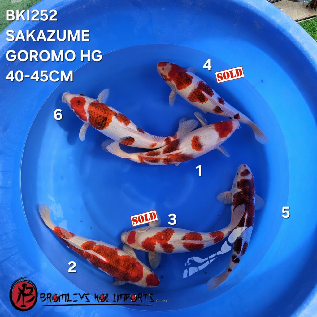 GOROMO HG