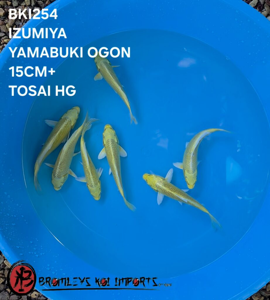 YAMABUKI OGON