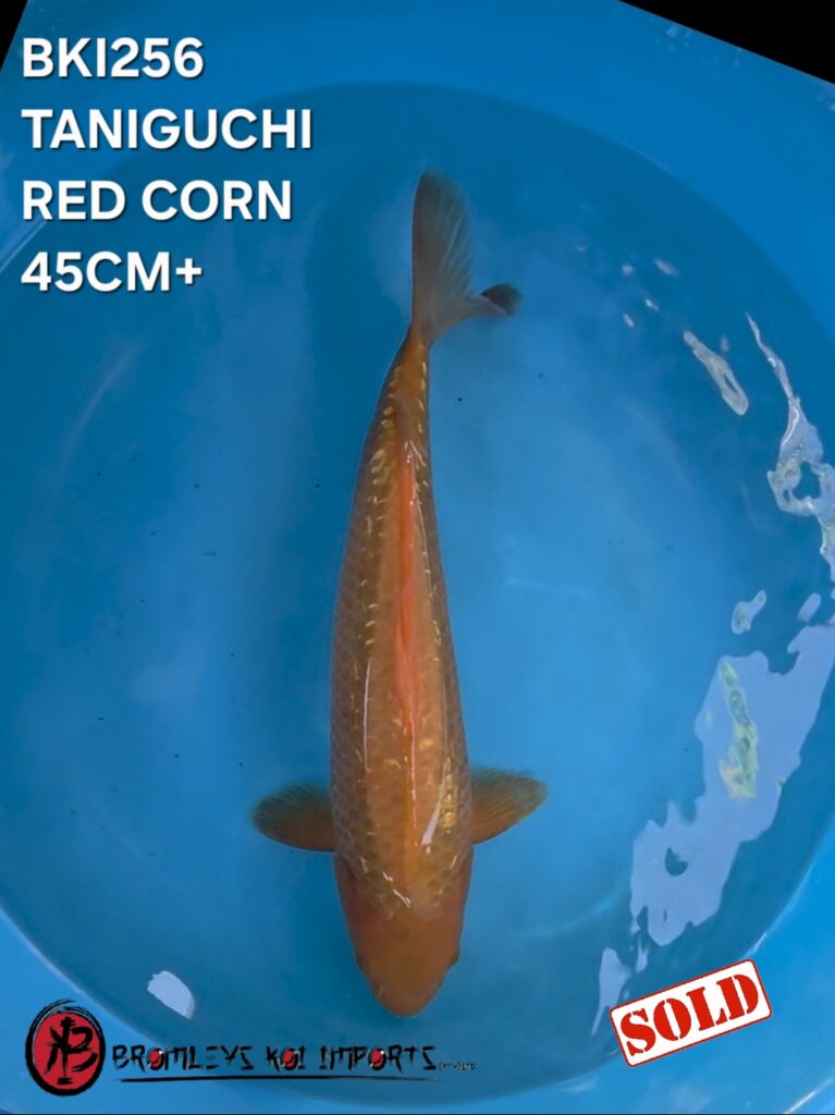 RED CORN