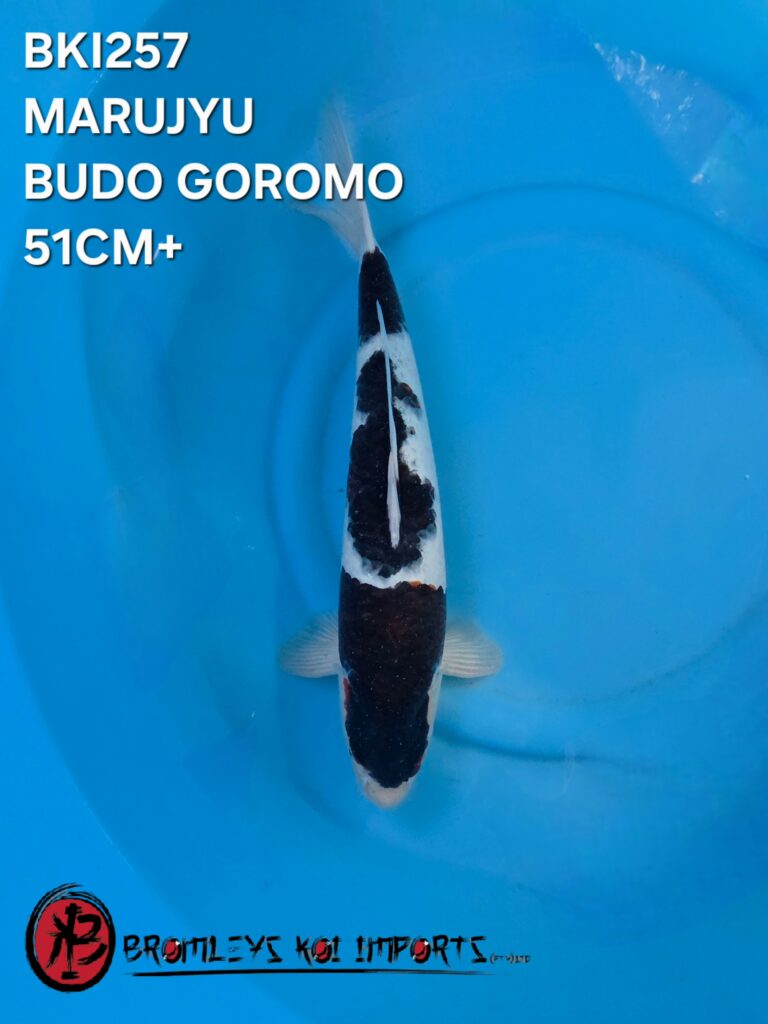 BUDO GOROMO