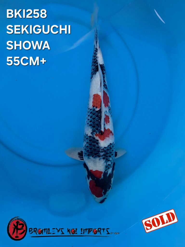SHOWA