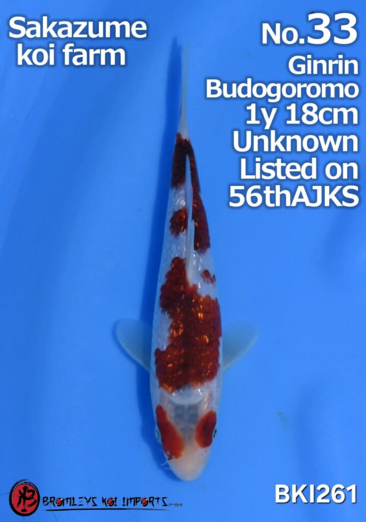 GINRIN BUDO GOROMO - ALL JAPAN KOI SHOW