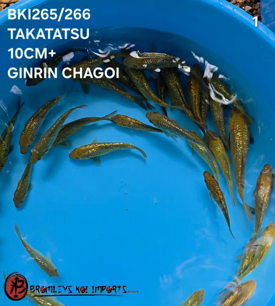 CHAGOI-SORAGOI