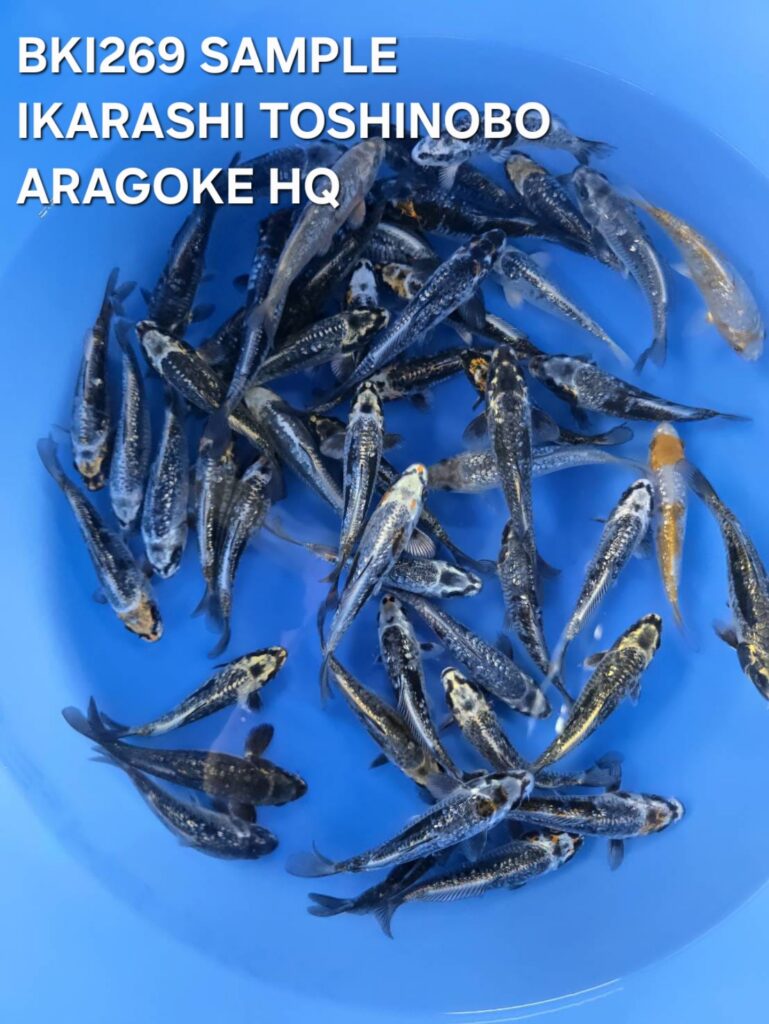 ARAGOKE HQ