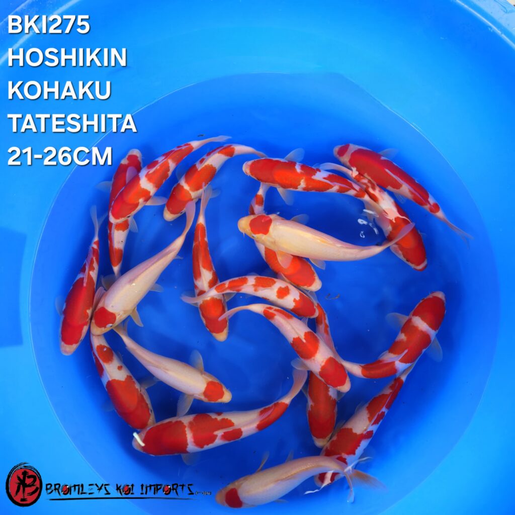 KOHAKU - TATESHITA