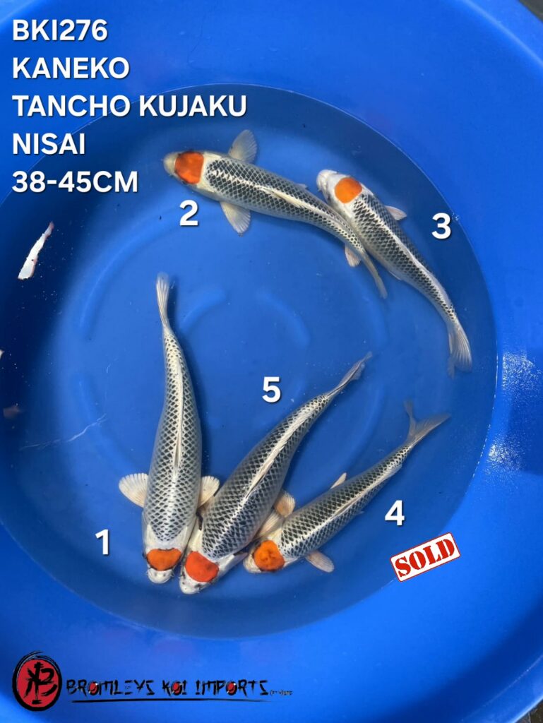 TANCHO KUJAKU - 1 MALE, 4 FEMALE