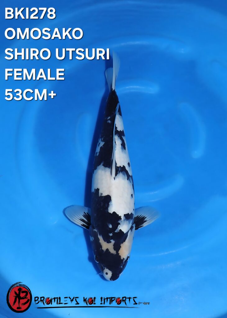 SHIRO UTSURI