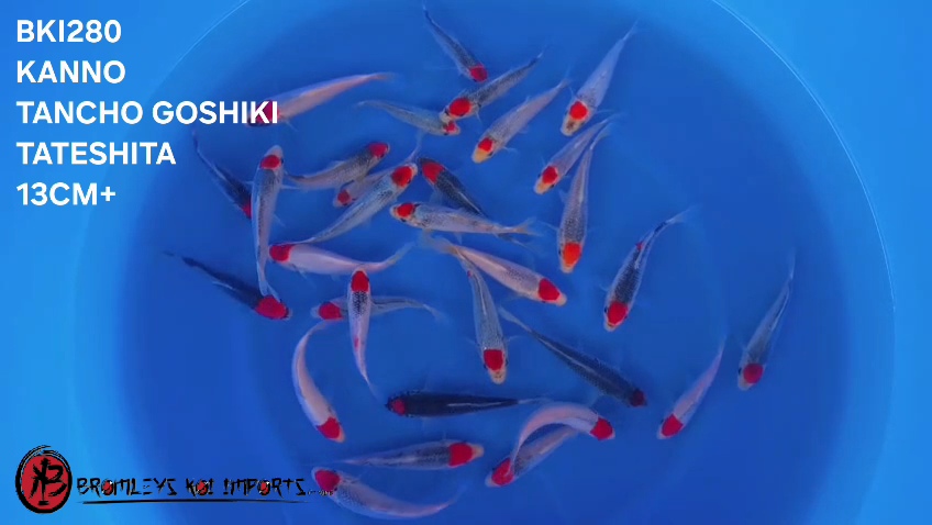 TANCHO GOSHIKI - TATESHITA