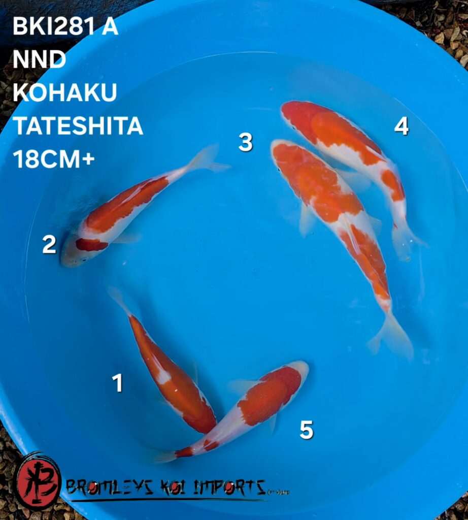 KOHAKU - TATESHITA