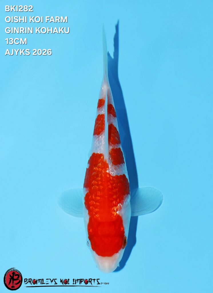 GINRIN KOHAKU - AJYKS NIIGATA - NARITA