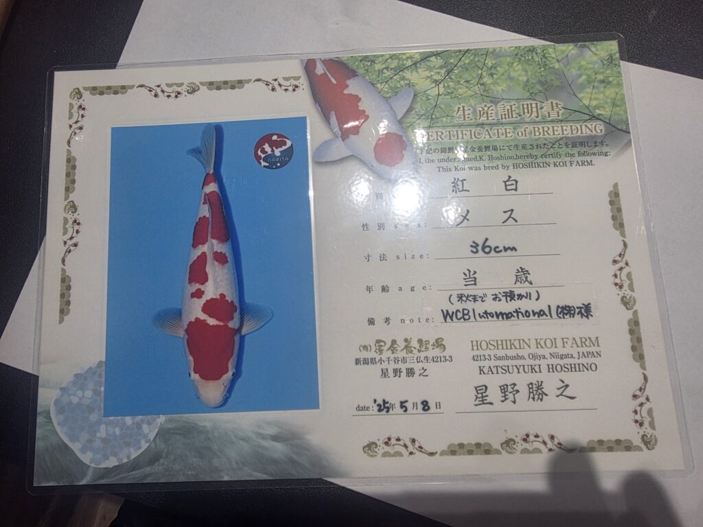 KOHAKU