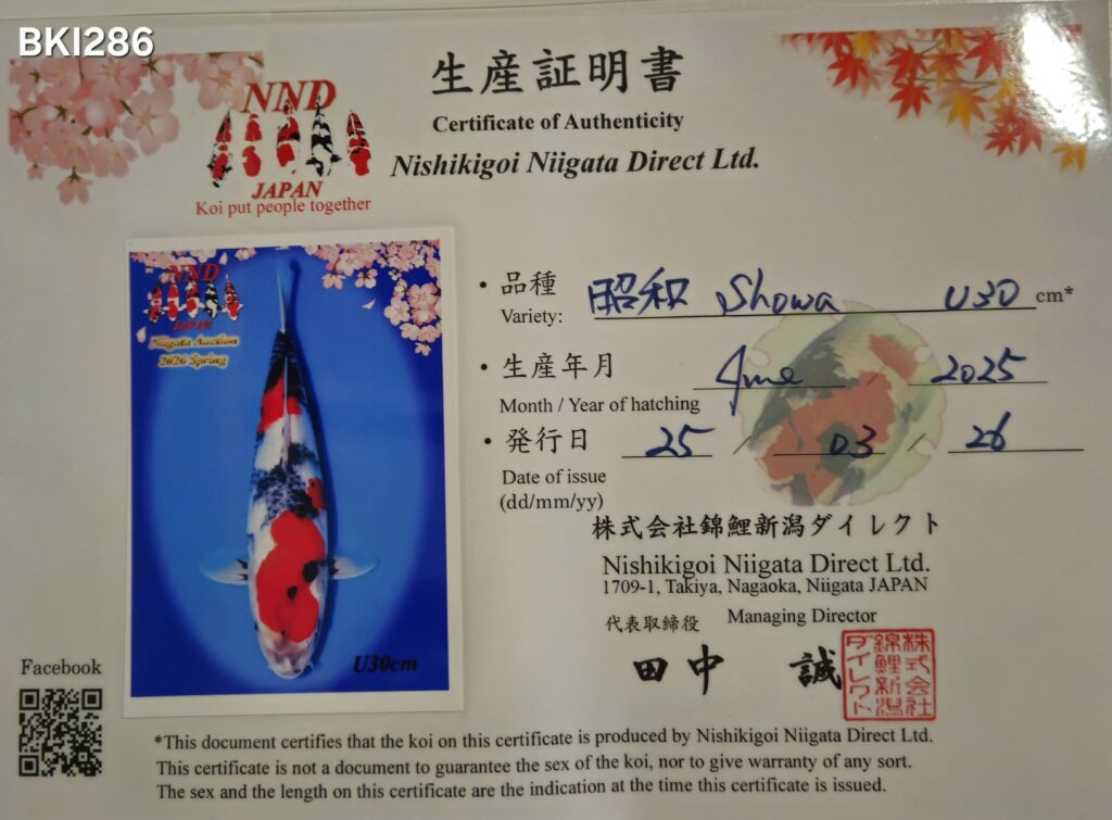 SHOWA - BREEDERS AUCTION