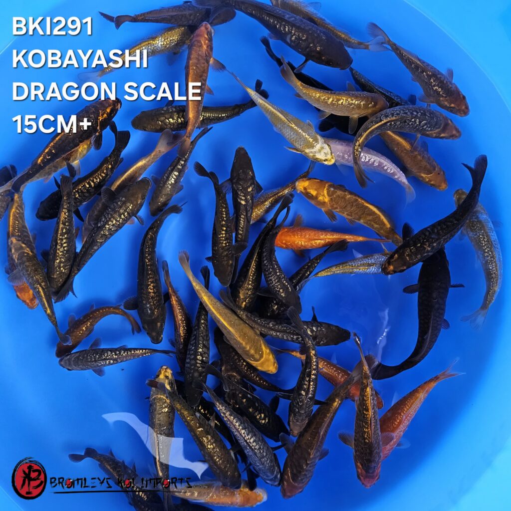 DRAGON SCALE