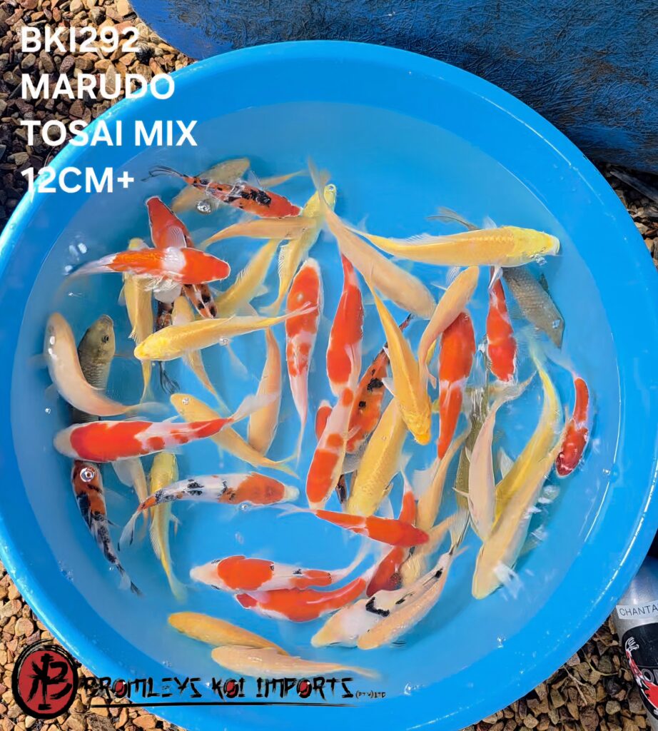 MARUDO MIX