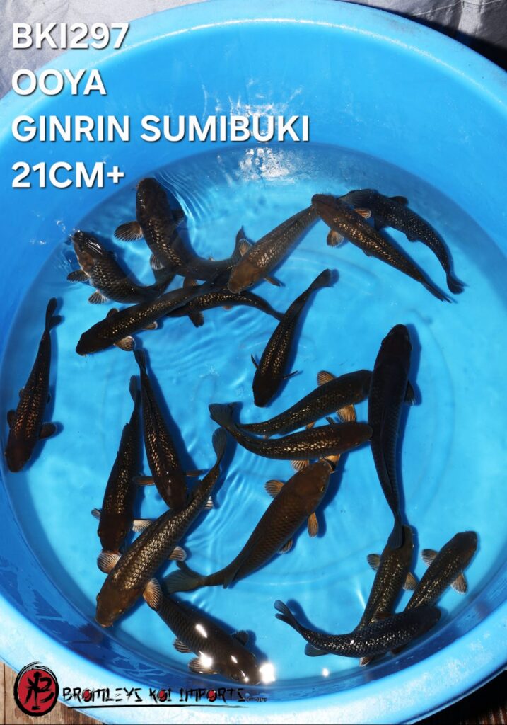 GINRIN SUMIBUKI