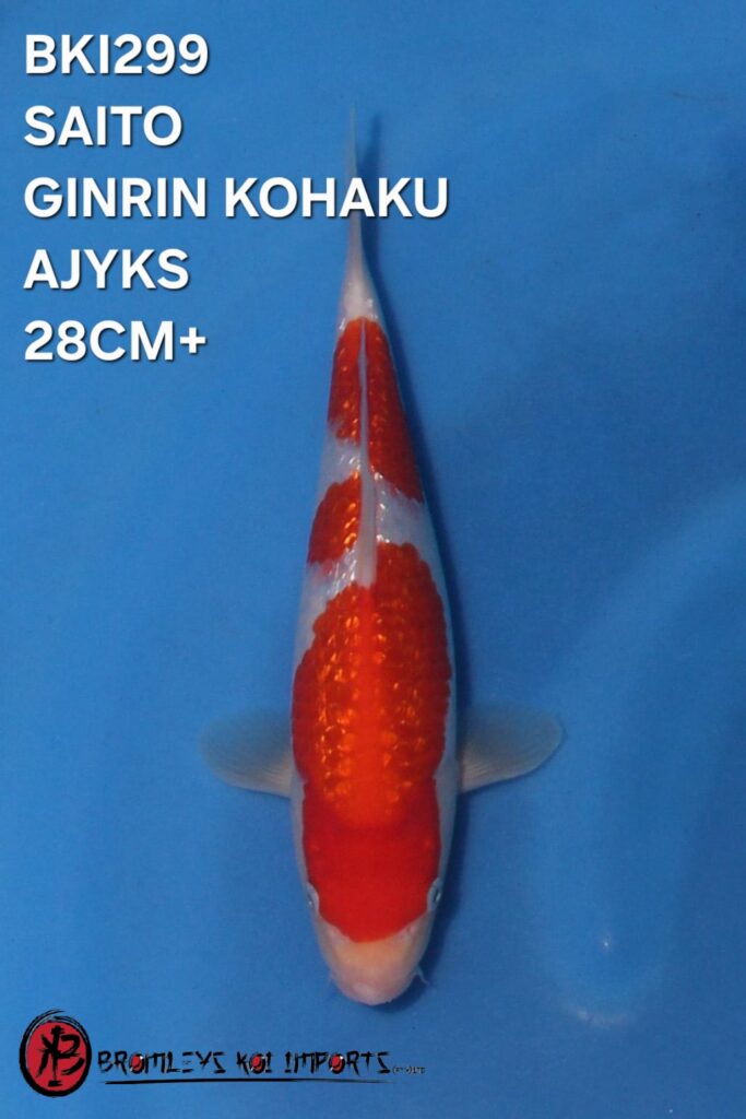 GINRIN KOHAKU AJYKS NIIGATA