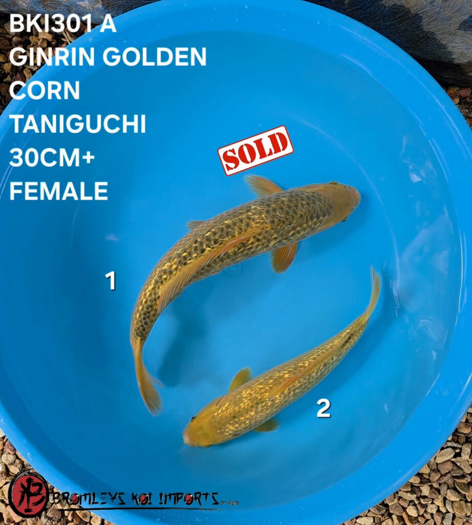 GOLDEN CORN, GINRIN CORN - TATESHITA, FEMALE