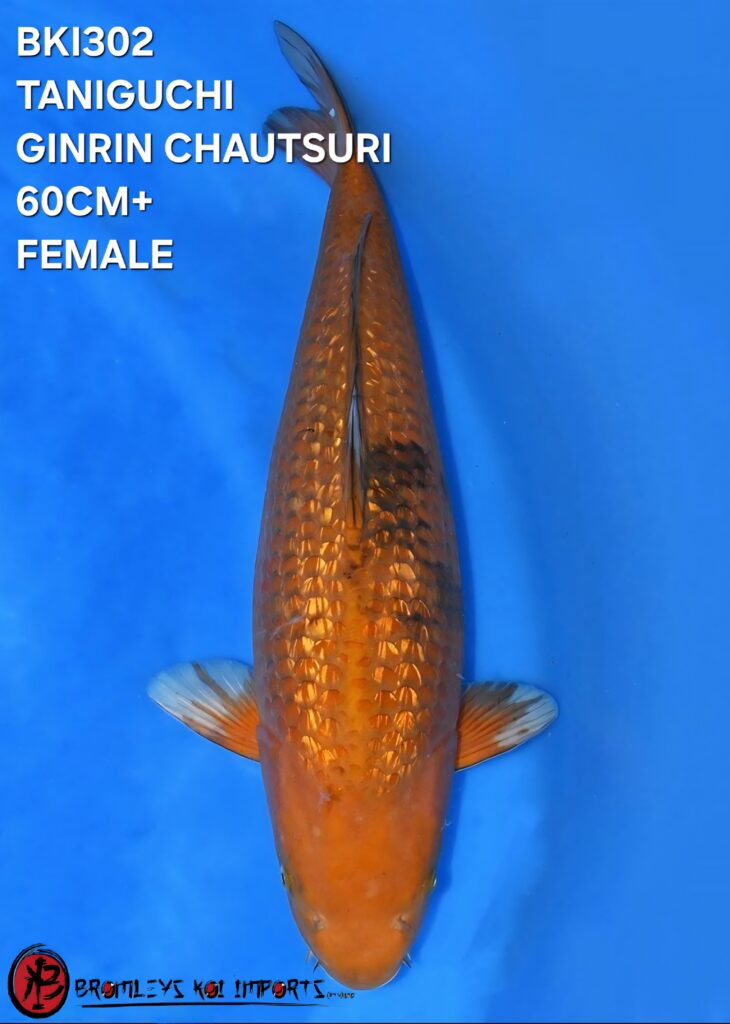 GINRIN CHAUTSURI, FEMALE