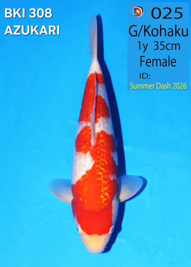 GINRIN KOHAKU NO 025 - FEMALE
