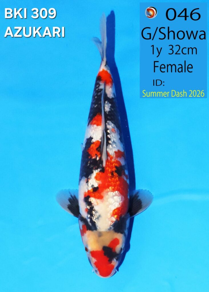 GINRIN SHOWA NO 046 - FEMALE