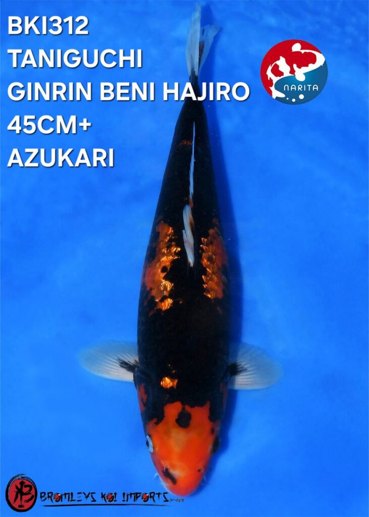 GINRIN BENIHAJIRO - FEMALE - 260712-045