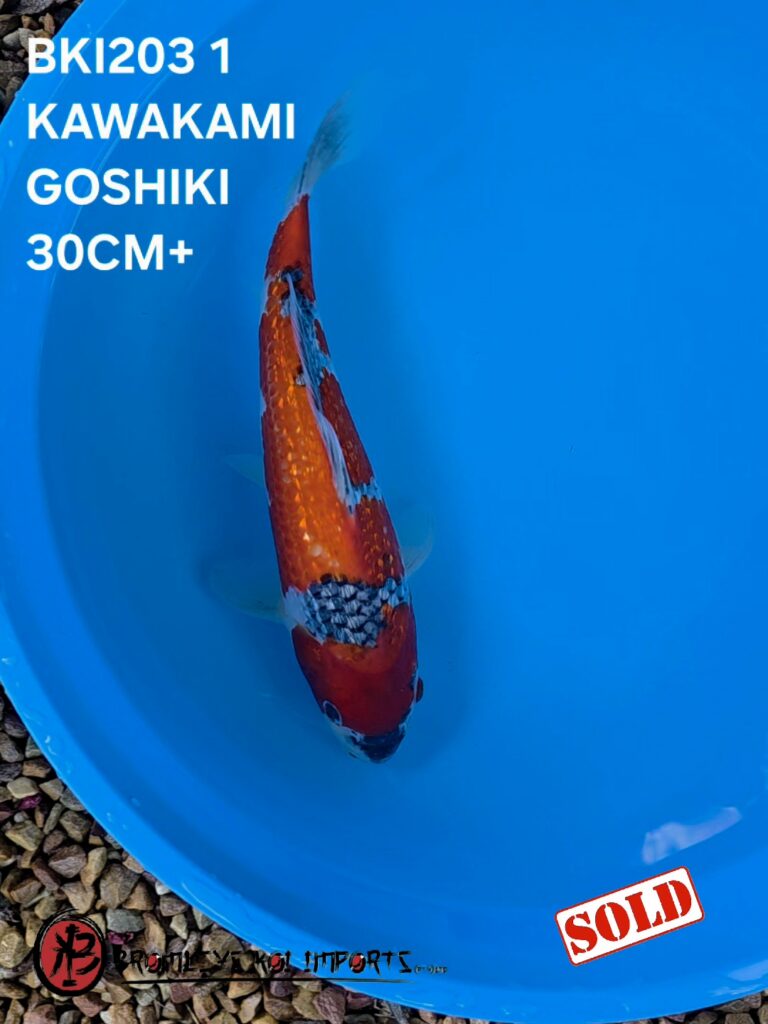GINRIN GOSHIKI