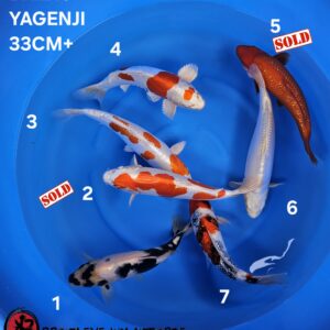 SHIRO, KIKUSUI, BENIGOI, GINRIN SHOWA